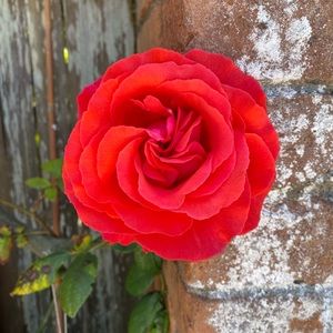 Meet your Posher, Lony